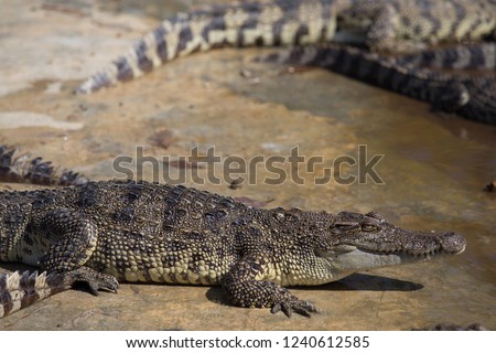 Crocodile in the pond