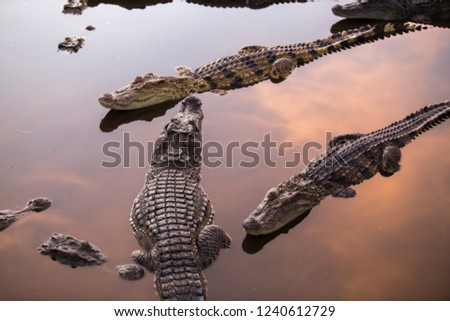 Crocodile in the pond
