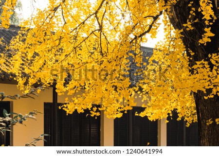 Golden autumn ginkgo picture
