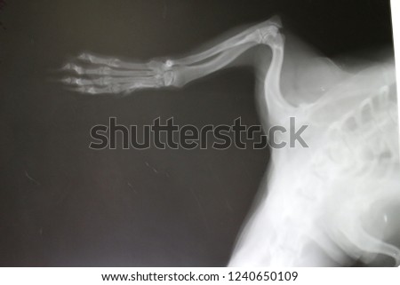 X-ray picture of forelimb by maltese dog