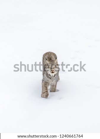 Canada lynx walking towards the photographer in deep snow. Jasper, Northern Alberta, The Canadian Rockies, Canada. Canadian wildlife, portrait, isolated, rare cat, feline beast, predator, winter.