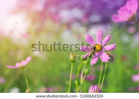 Honey bee collecting pollen from beautiful pink or purple cosmos (Cosmos Bipinnatus) flowers in soft focus at the park with blurred cosmos flower with sun light, selective focus