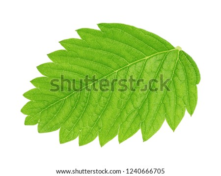 Strawberry leaf isolated on a white background.