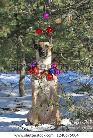 Belgian Shepherd dog Malinois and Christmas balls in the winter snowy coniferous forest 