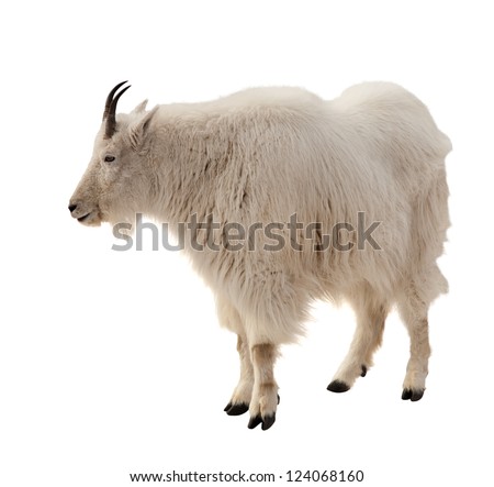 Rocky mountain goat (Oreamnos americanus). Isolated over white background Royalty-Free Stock Photo #124068160