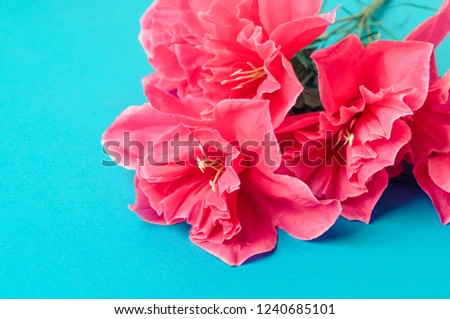 flowers on a blue background. flatlay