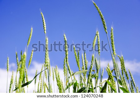 An image of wheat corn