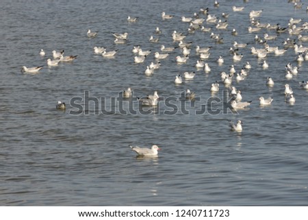Flock of Seagull floating over the sea, Wildlife background picture to make your composition lively,