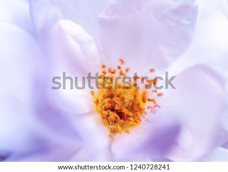 Close-up of a beautiful white english rose, purple / violet toned photo. Symbol of love and romance.