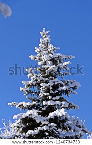 a beautiful fir tree with fresh snow and blue sky