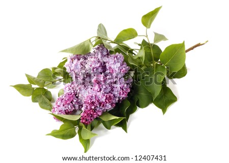 Lilac flower isolated on white background.