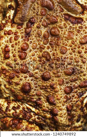 texture of common brown toad skin ( Bufo bufo )