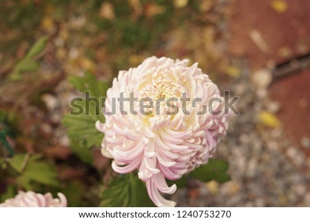 close up of pink chrysanthemum. 