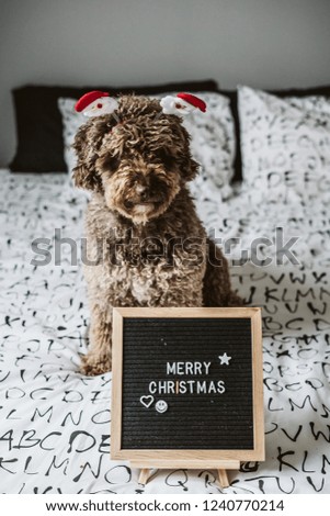 
Sweet spanish water dog in her home at Christmas time with an important message on his blackboard "Merry Christmas". Lifestyle

