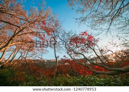 The leaves turn red and the blue sky in the morning. In the fall color change in Japan.