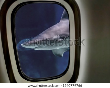 The bull shark in the window of submarine. It is beuatiful view. It is in Indian ocean. It is underwater photo.