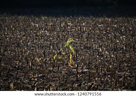 lonely green forgotten plant in the middle of a withered field