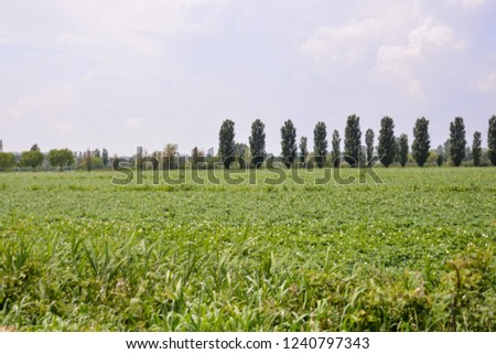 Photo picture Agricultural disaster, field of flooded crops