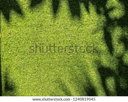 Pattern of shadow, leaves, flowers, herbs, top view and blank copy space on grass background. shadow on grass, copy space