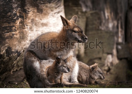 Wallaby doe and newborn joey in its pouch resting