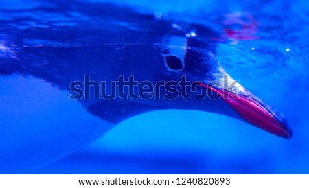 Side view of a head of a penguin under water