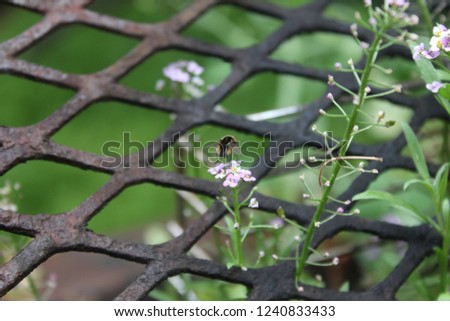 Rusty grill, sweet alyssum and rear view of fly on flowers