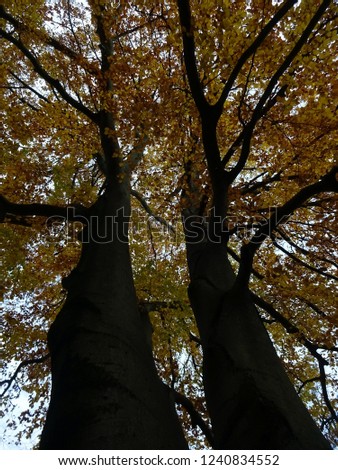 big tree trunks with autumnal treetop filled with yellow leaves