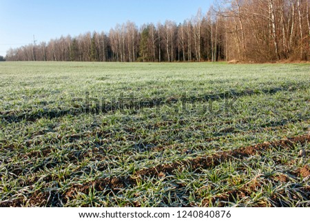Field with shoots of winter crops covered with hoarfrost against the background of forest and blue sky.
