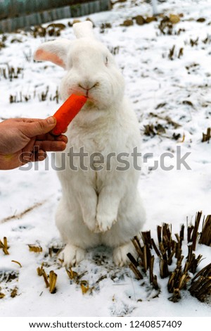 white rabbit eat carrots