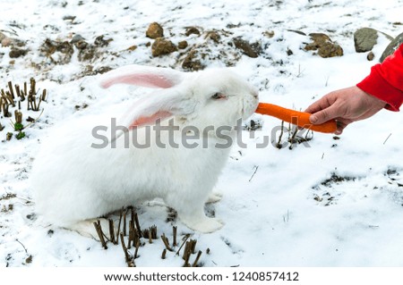 white rabbit eat carrots