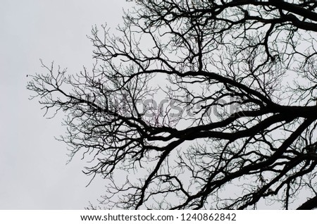 Leafless oak branches in the winter. Black and white. (Gothic background)