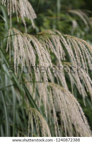 A close-up of Miscanthus sinensis or silvergrass, also called Japanese Susuki