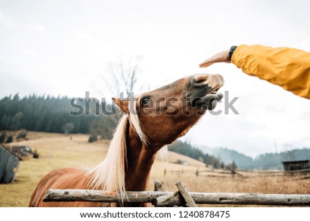 man feeds a horse from his hands