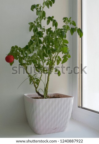Tomato in a pot on the window.