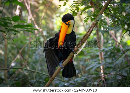 Colorful toucan in the aviary