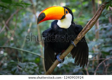 Colorful toucan in the aviary