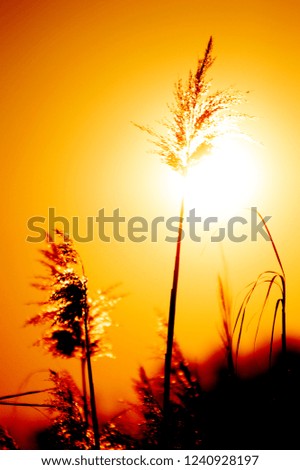 flowers and sunlight in sunset time
