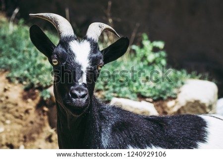 Portrait of a black and white goat