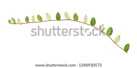Cranberry twig isolated on a white background.