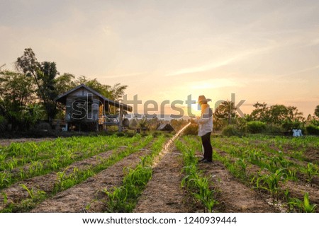 A front selective focus picture of organic corn field with a farmer working at her field in the evening sunset at background.