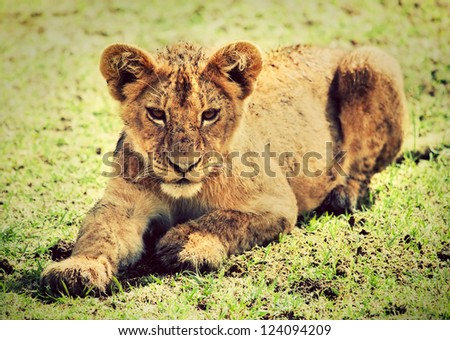 A small lion cub portrait on savannah. Ngorongoro crater in Tanzania, Africa.