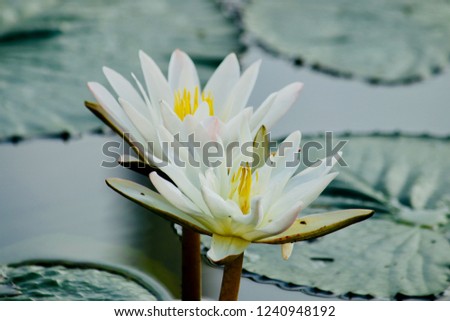 Closeup picture of a white lotus