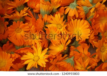 Background orange picture - calendula flowers close up