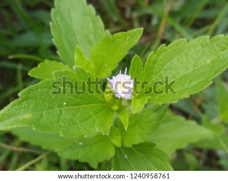 Mint Leaves. Mint-like plant with purple flower.