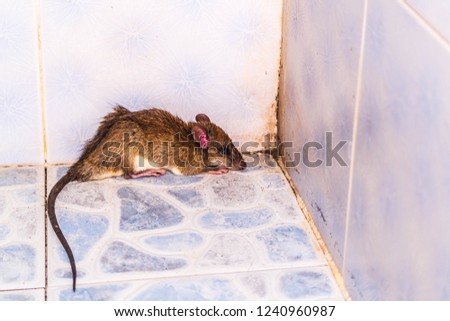 Brown rat into the bathroom in the house.