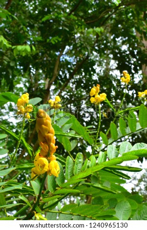Candle bush senna in the meadow