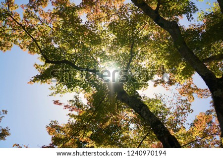 Autumn tree and the sun                               