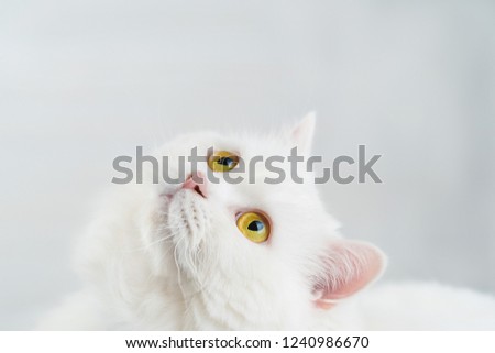 Portrait of fluffy domestic white highland straight scottish cat isolated on white studio background. Cute kitten or pussycat with big yellow eyes. Copy space.