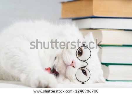 Portrait of furry cat in transparent round glasses. Domestic soigne scientist kitty in red tie poses on books background in library. Education, science, knowledge concept. Studio photo.