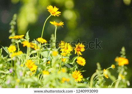 Beautiful, blurred summer background, soft focus. Elegant, delicate, yellow flowers with green leaves and stems. The concept of a blossoming glade in the open air. Horizontal. Free space for text.